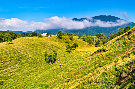 The beautiful Lily flower mountain of eastern Taiwanのeditorial素材
