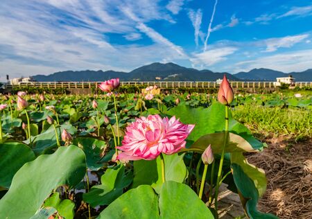 Beautiful pink Lotus field in Jinshan,Taipei Taiwanの写真素材