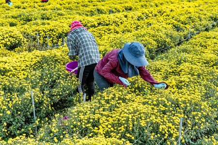 Farmer women busy collecting chrysanthemums. At Miaoli city, Taiwanの写真素材