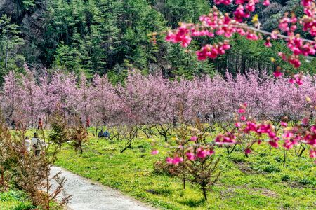 Beautiful Cherry Blossoms in Wuling Farm, Taichung, Taiwanの写真素材