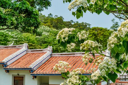 Tung flower blooming in the park,Miaoli, Taiwanの写真素材