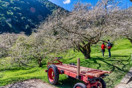 Plum flower blossom in winter in Nantou,Taiwanの写真素材