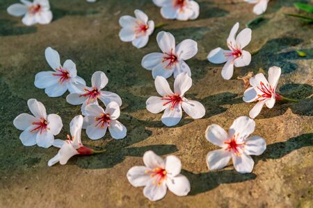 Many white tung flowers falling on forest trail,in Miaoli, Taiwanの写真素材