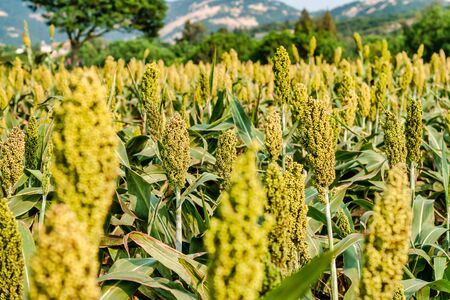 Sorghum fields in Kinmen, Taiwanの写真素材