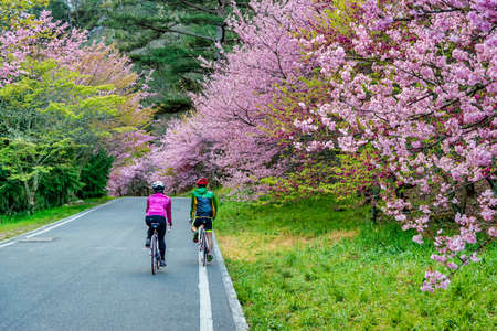 Beautiful Cherry Blossoms in Wuling Farm,Taichung, Taiwanの写真素材