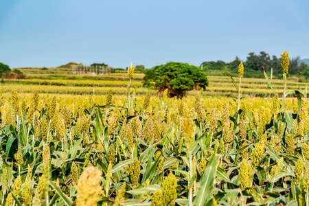 Sorghum fields in Kinmen, Taiwanの写真素材