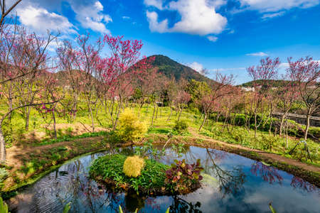 Beautiful Cherry Blossoms of Yangmingshan in Taipei City, Taiwanの写真素材