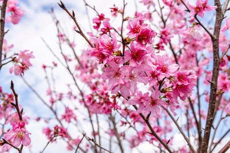 Beautiful Cherry Blossoms of Yangmingshan in Taipei City, Taiwan
