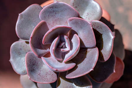 Close-up view of succulent plants backgroundの写真素材