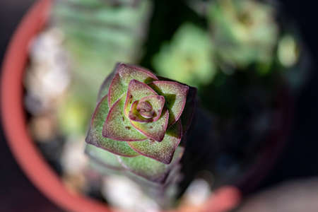 Close-up view of succulent plants backgroundの写真素材