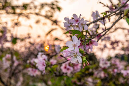 Scenery of Cherry Blossoms at Taipei City, Taiwanの写真素材