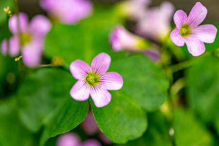 Lavender Sorrel's flowers (Oxalis violacea)の写真素材