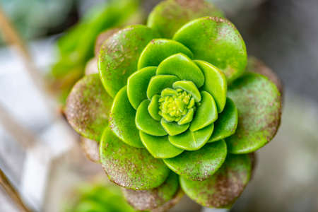 Close-up view of succulent plants backgroundの写真素材