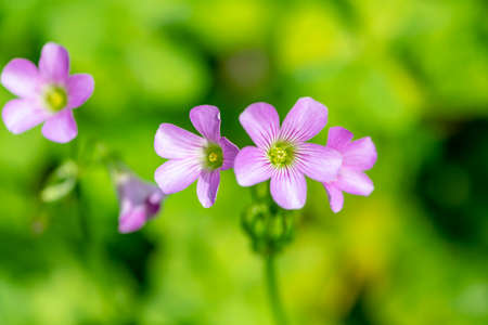 Lavender Sorrel's flowers (Oxalis violacea)の写真素材