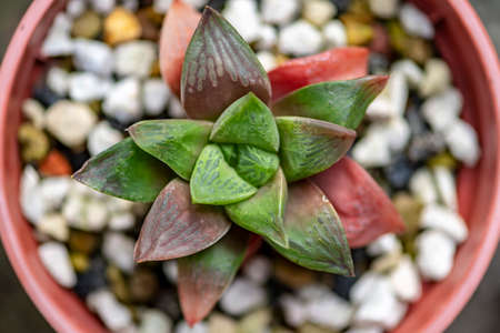 Close-up view of succulent plants backgroundの写真素材