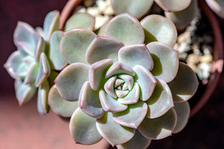Close-up view of succulent plants backgroundの写真素材
