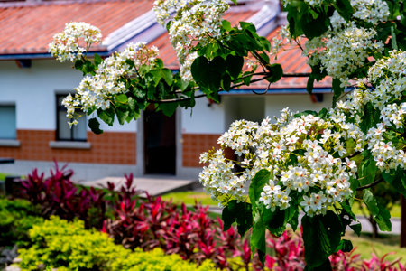 Tung flowers blooming in the park, Miaoli, Taiwanの写真素材