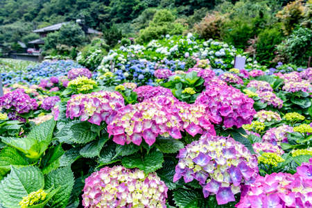 Scenery of Hydrangea Blossoms at Yangmingshan National Park in Taipei City, Taiwan