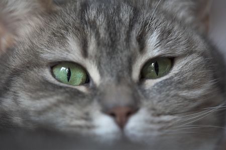 grey cat  with green eyes looking at the cameraの写真素材