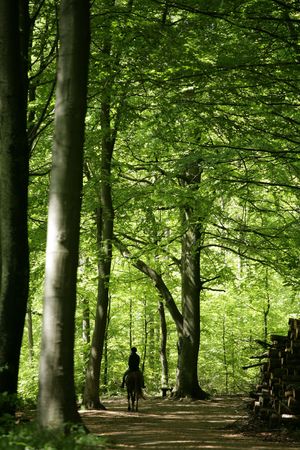 danish horses in a forest in Denmarkの写真素材