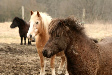 danish horses on a field in the summer 
の写真素材