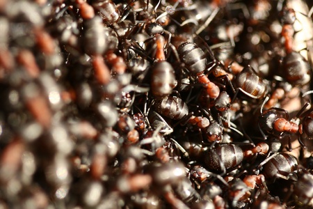 ants on a tree trunkの写真素材