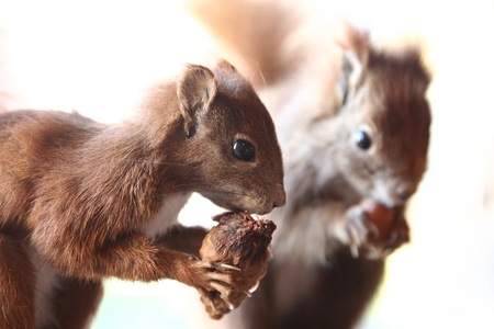 two squirrels eating a nut isolated white backgroundの写真素材
