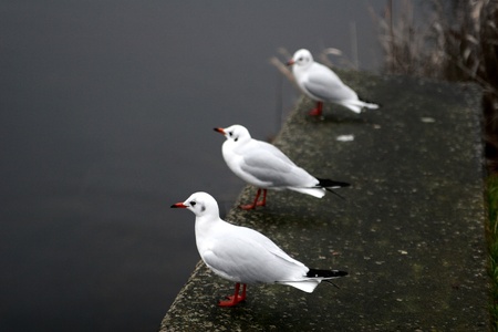 seagull in denmarkの写真素材