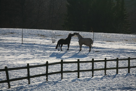 two  horses in winter on a field with snowの写真素材