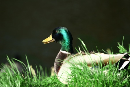  duck walking in grass in the sunの写真素材