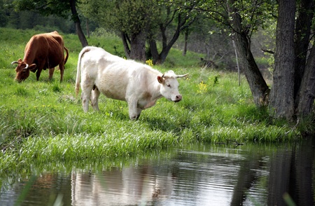 cows staring at the photographerの写真素材