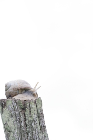 Snail in nature.. Closeup picture in natural lightの写真素材