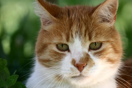 cat  with green eyes looking at the camera
