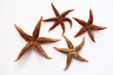 isolated brown starfish on white backgroundの写真素材