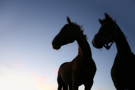 horses on a field in the summer in the countryside  in denmark, silhouette at the sunset の写真素材