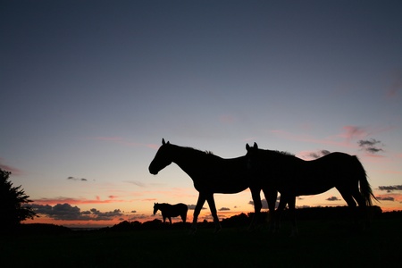 horses on a field in the summer in the countryside  in denmark, silhouette at the sunset の写真素材