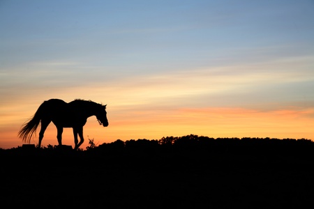 horses on a field in the summer in the countryside  in denmark, silhouette at the sunset の写真素材