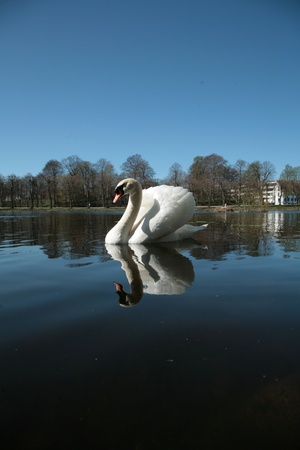 Swans swimming on a danish lake with nice reflectionの写真素材