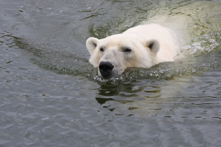 Wild animals in a nature park in denmark in the summer, white bearの写真素材