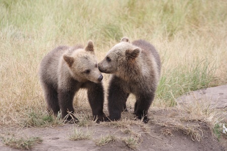 Wild animals in a nature park in denmark in the summer, Brown bearの写真素材