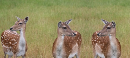 Deers in a forest / park in Denmark in the summer.partial manipulationの写真素材