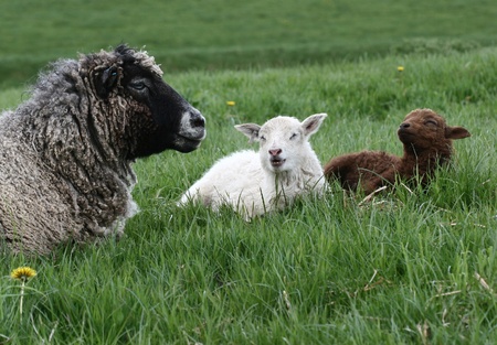 danish sheep on a field in the summer の写真素材