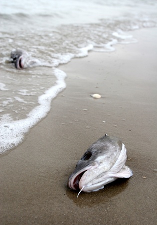 dead  fish head on a beach in denmarkの写真素材