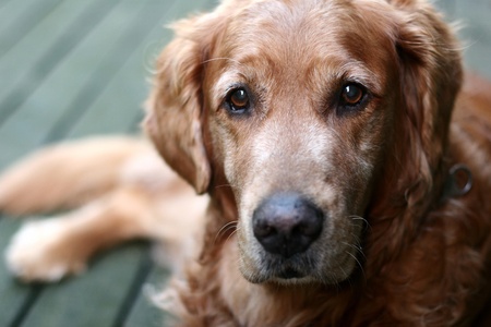 dog  (golden retriever) lying
の写真素材