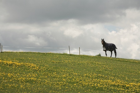 danish horses on a field in the summer 