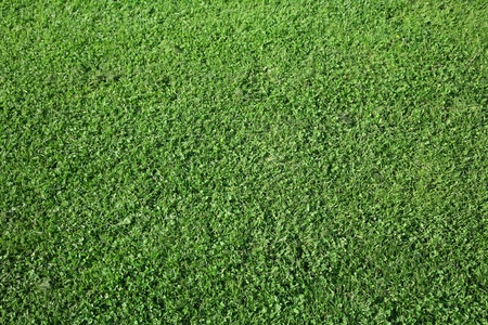 Green spring landscape with green  grass the danish country sideの写真素材