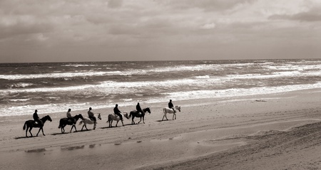 Ridding horses on a a beach  in the summer in denmarkの写真素材