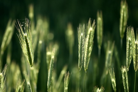 in the country a culture of cereal, wheat,cornの写真素材