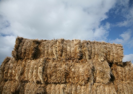stack of halm in denmark in the summer