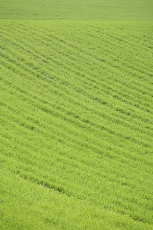 green spring   green  grass in the danish country side の写真素材
